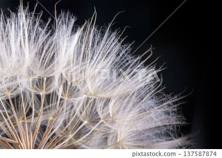 Dandelion seed isolated on a black 137587874
