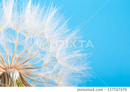 dandelion seeds close up blowing in blue background dandelion seeds close up blowing in blue background 137587876