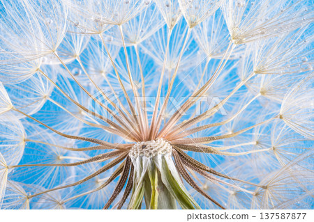 dandelion seeds close up blowing in blue background dandelion seeds close up blowing in blue background 137587877