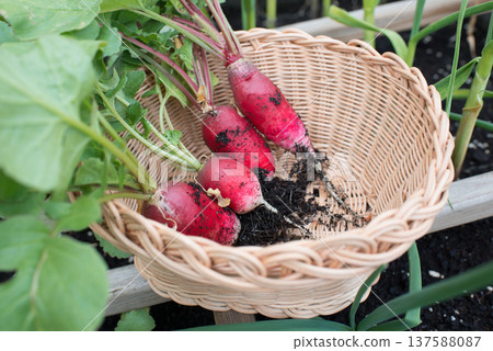 Radishes in a basket after picking from ground Radishes in a basket after picking from ground 137588087