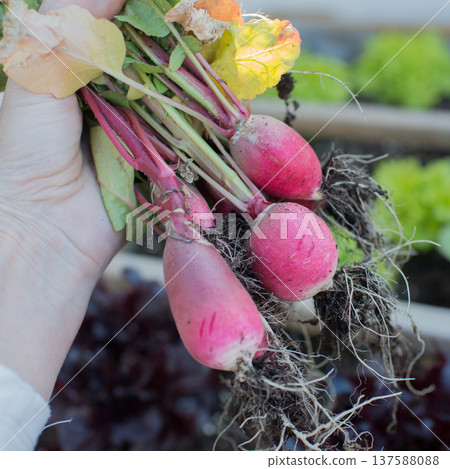 Human hand showing fresh radish cultivated in growing table 137588088