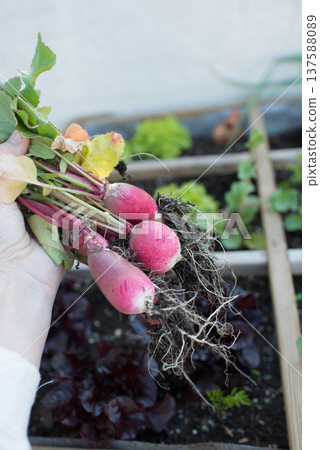 Human hand showing fresh radish cultivated in growing table 137588089