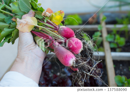 Human hand showing fresh radish cultivated in growing table Human hand showing fresh radish cultivated in growing table 137588090