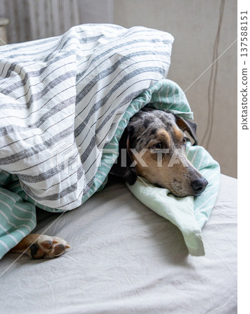 spotted Dog is lying on a bed under blanket. pet froze and hid under blanket, heating in winter.  137588151