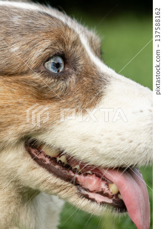 Portrait of cardigan Welsh Corgi dog with its tongue hanging out, walk of pet and its owner. 137588162