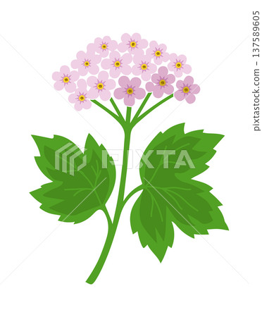 Object pink flower hydrangea Hand drawn. Not AI, vector illustration Object pink flower hydrangea Hand drawn. Not AI, vector illustration 137589605
