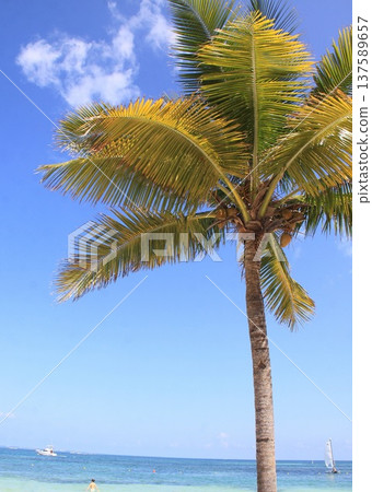 Tall coconut palm tree viewed from a low angle against a bright blue tropical sky, with turquoise ocean. 137589657