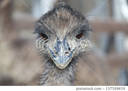 Front-facing close-up portrait of an emu with intense brown eyes and textured feathers. Front-facing close-up portrait of an emu with intense brown eyes and textured feathers. 137589659