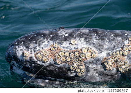 Gray whale surfacing, showing barnacles and whale lice on its skin Gray whale surfacing, showing barnacles and whale lice on its skin 137589757