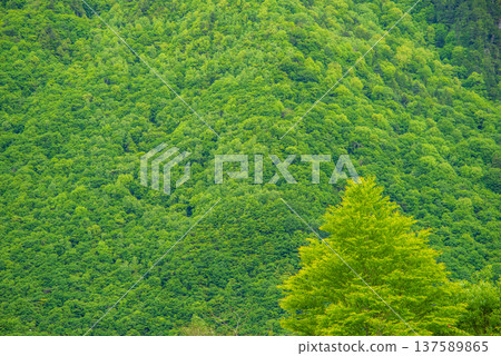Fresh green mountainside around Nakao Plateau in Okuhida Onsenkyo Fresh green mountainside around Nakao Plateau in Okuhida Onsenkyo 137589865