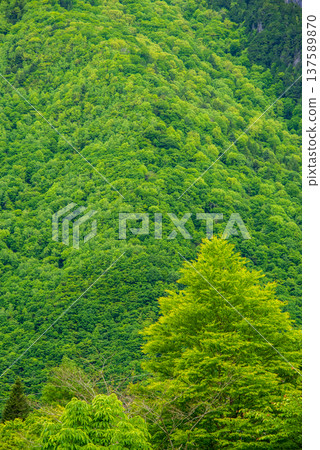 奧飛驒溫泉峽中尾高原周圍翠綠的山坡 奧飛驒溫泉峽中尾高原周圍翠綠的山坡 137589870