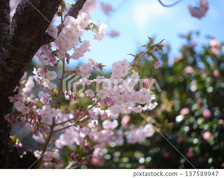 Up of cherry blossoms Up of cherry blossoms 137589947