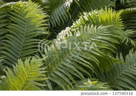 Lush green ferns creating a vibrant natural landscape in a forest during daylight Lush green ferns creating a vibrant natural landscape in a forest during daylight 137590316