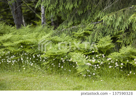 Lush greenery with ferns and wildflowers under tall evergreen trees in a serene forest setting Lush greenery with ferns and wildflowers under tall evergreen trees in a serene forest setting 137590328