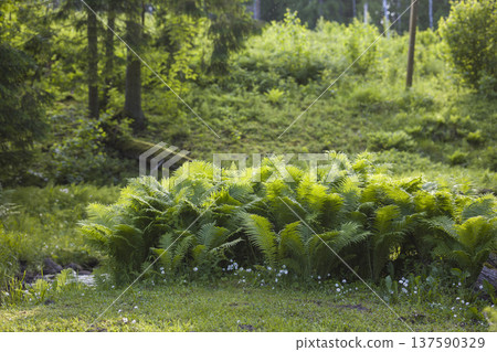 Vibrant ferns and lush greenery in a tranquil forest setting during a bright sunny day 137590329