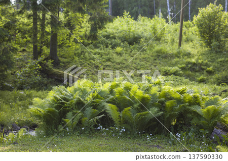 Lush green ferns cover the forest floor near a gentle stream on a sunny day in a tranquil woodland setting 137590330