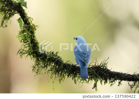 Blue-gray Tanager (Thraupis episcopus) perched on a tree branch. blue bird in the nature habitat. Costa Rica. Wildlife scene from nature. 137590422