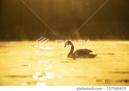 Mute swan (Cygnus olor) floating on the lake in a beautiful spring sunset. Czech republic Mute swan (Cygnus olor) floating on the lake in a beautiful spring sunset. Czech republic 137590429
