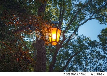 Tokyo, Japan - Oct 15 2024, panoramic view from below of a glowing street lamp suspended among the trees, on the territory of the Meiji Temple, in the evening, Tokyo, Japan 137590687