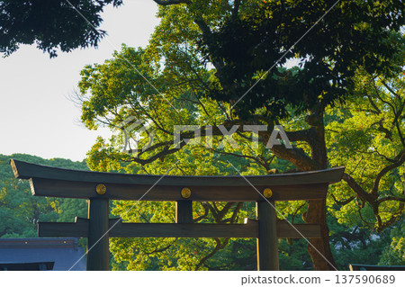 Tokyo, Japan - Oct 15 2024, Panoramic view of tops of giant stone torii gate surrounded by foliage of trees in the park on the territory of the Meiji Temple, at daytime, without people, Tokyo, Japan 137590689