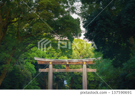Tokyo, Japan - Oct 15 2024, Panoramic view of tops of giant stone torii gate surrounded by foliage of trees in the park on the territory of the Meiji Temple, at daytime, without people, Tokyo, Japan Tokyo, Japan - Oct 15 2024, Panoramic view of tops of giant stone torii gate surrounded by foliage of trees in the park on the territory of the Meiji Temple, at daytime, without people, Tokyo, Japan 137590691