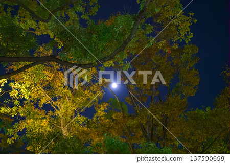 Tokyo, Japan - Oct 15 2024, panoramic view of the foliage of a tree from below, through which you can see the dark night sky with a full moon, at nighttime, Tokyo, Japan Tokyo, Japan - Oct 15 2024, panoramic view of the foliage of a tree from below, through which you can see the dark night sky with a full moon, at nighttime, Tokyo, Japan 137590699