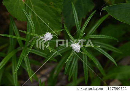 A beautiful Yamahako with white corymbs of flowers blooming at the tips of its long, slender leaves, seen at Shinshu Tsugaike Nature Park. 137590821