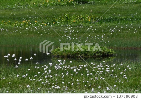 A beautiful marsh landscape with a small floating island in the middle and scattered white cotton grass fluff seen at Shinshu Tsugaike Nature Park A beautiful marsh landscape with a small floating island in the middle and scattered white cotton grass fluff seen at Shinshu Tsugaike Nature Park 137590908