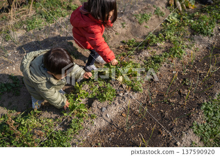 孩子們在田裡採摘蔬菜 137590920