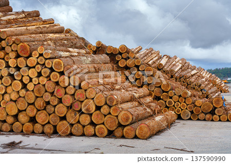 Sakata, Yamagata, Japan - Oct 5 2024, panoramic view of stacked logs with chopped branches prepared for transportation, at daytime, Sakata, Japan Sakata, Yamagata, Japan - Oct 5 2024, panoramic view of stacked logs with chopped branches prepared for transportation, at daytime, Sakata, Japan 137590990