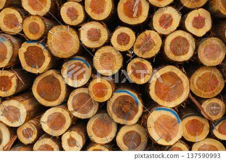 Sakata, Yamagata, Japan - Oct 5 2024, close up view of stacked logs lying with their sections facing forward, at daytime, Sakata, Japan  137590993
