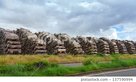 Sakata, Yamagata, Japan - Oct 5 2024, panoramic view of stacked logs with chopped branches prepared for transportation, at daytime, Sakata, Japan  137590994