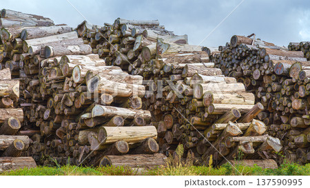 Sakata, Yamagata, Japan - Oct 5 2024, panoramic view of stacked logs with chopped branches prepared for transportation, at daytime, Sakata, Japan Sakata, Yamagata, Japan - Oct 5 2024, panoramic view of stacked logs with chopped branches prepared for transportation, at daytime, Sakata, Japan 137590995