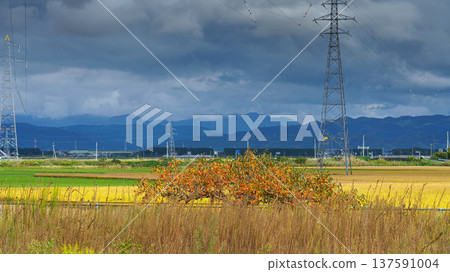 Sakata, Japan - Oct 5 2024, panoramic view of a field with power line supports, mountains and dark clouds in background, a persimmon tree and a railroad in foreground behind tall grass, Sakata, Japan Sakata, Japan - Oct 5 2024, panoramic view of a field with power line supports, mountains and dark clouds in background, a persimmon tree and a railroad in foreground behind tall grass, Sakata, Japan 137591004