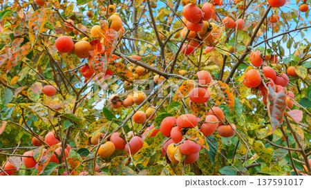 Sakata, Yamagata, Japan - Oct 5 2024,A close-up view of a lot of ripe persimmon fruits growing on a branch and foliage of a tree, with a blurred blue sky with clouds in background, Sakata, Japan Sakata, Yamagata, Japan - Oct 5 2024,A close-up view of a lot of ripe persimmon fruits growing on a branch and foliage of a tree, with a blurred blue sky with clouds in background, Sakata, Japan 137591017