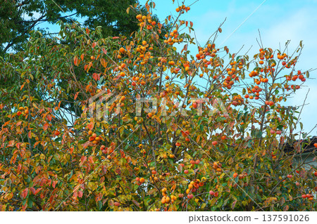 Sakata, Yamagata, Japan - Oct 5 2024,A close-up view of a lot of ripe persimmon fruits growing on a branch and foliage of a tree, with a blurred blue sky with clouds in background, Sakata, Japan Sakata, Yamagata, Japan - Oct 5 2024,A close-up view of a lot of ripe persimmon fruits growing on a branch and foliage of a tree, with a blurred blue sky with clouds in background, Sakata, Japan 137591026