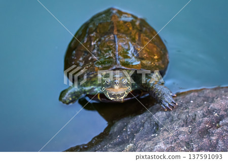 Sakata, Yamagata, japan - Oct 5 2024, A close-up view of a Chinese pond turtle crawling out of the water onto a rock, at daytime, Sakata, Japan 137591093