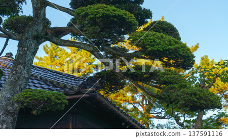 Sakata, Yamagata, japan - Oct 5 2024, A panoramic view of a tree grown in Niwaki style, with a Japanese-style building in background, on grounds of Sankyo Soko Storehouse, at daytime, Sakata, Japan Sakata, Yamagata, japan - Oct 5 2024, A panoramic view of a tree grown in Niwaki style, with a Japanese-style building in background, on grounds of Sankyo Soko Storehouse, at daytime, Sakata, Japan 137591116