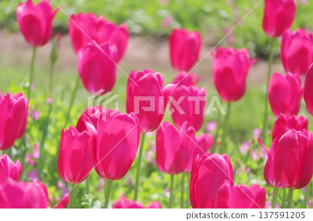 Tulip field in full bloom 137591205