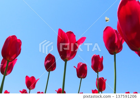 Tulip field in full bloom 137591206
