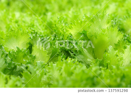 Close-up view of lettuce seedlings, eco food, plant, nature, natural Close-up view of lettuce seedlings, eco food, plant, nature, natural 137591298