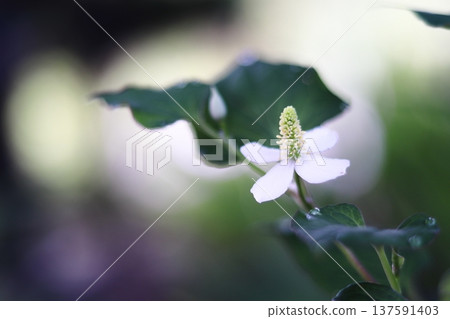 Beautiful white Houttuynia cordata flowers 137591403