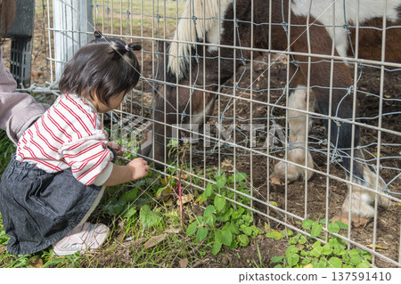 [正在吃草的馬和兩歲小孩] 137591410