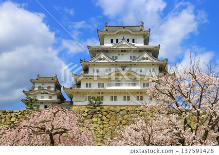 Himeji Castle in Spring (National Treasure, Himeji City) Himeji Castle in Spring (National Treasure, Himeji City) 137591428
