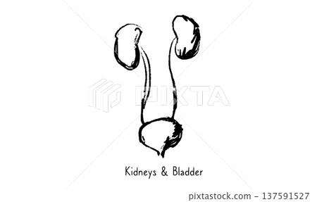 Kidney and bladder Kidney and bladder 137591527