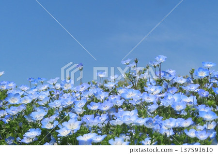 Nemophila in full bloom 137591610