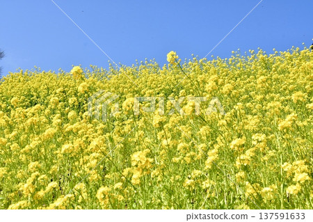 Rape blossoms shining in the blue sky Rape blossoms shining in the blue sky 137591633