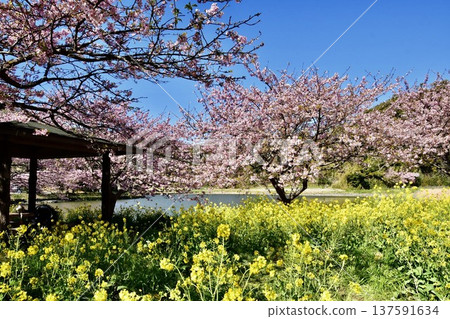 Landscape with rape flowers and cherry blossoms Landscape with rape flowers and cherry blossoms 137591634