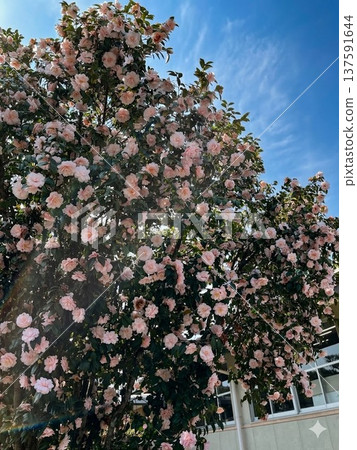 Pink camellias in full bloom against the blue sky and spring light 137591644
