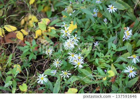 秋天野生菊花 秋天野生菊花 137591646